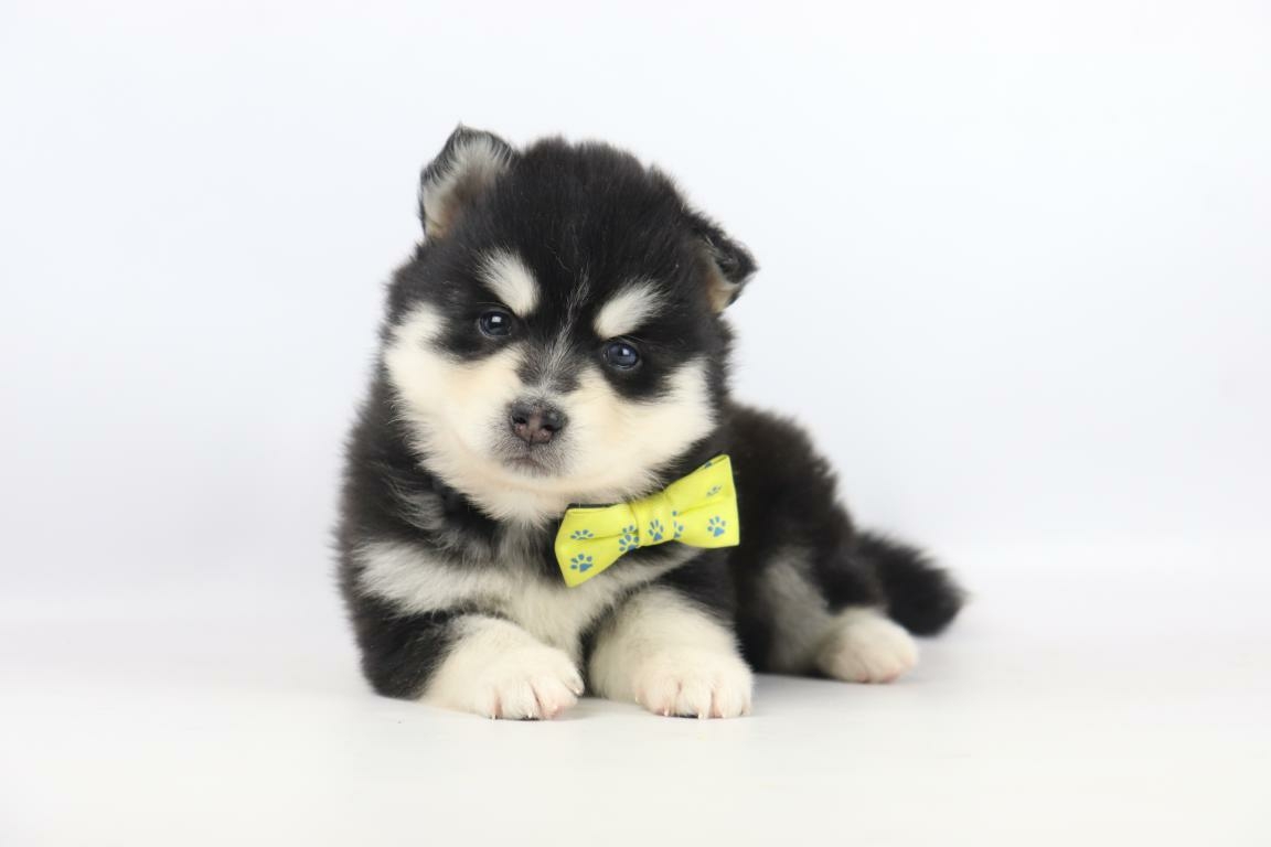 pomsky kinderen pomsky kinderen
