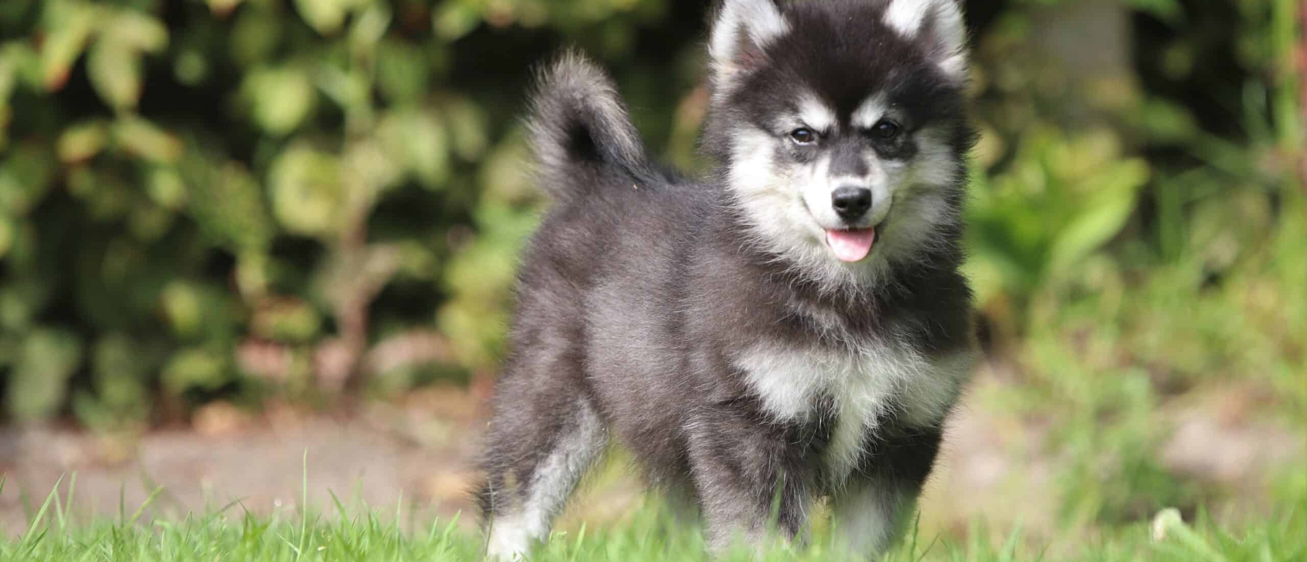 Pomsky Pomsky