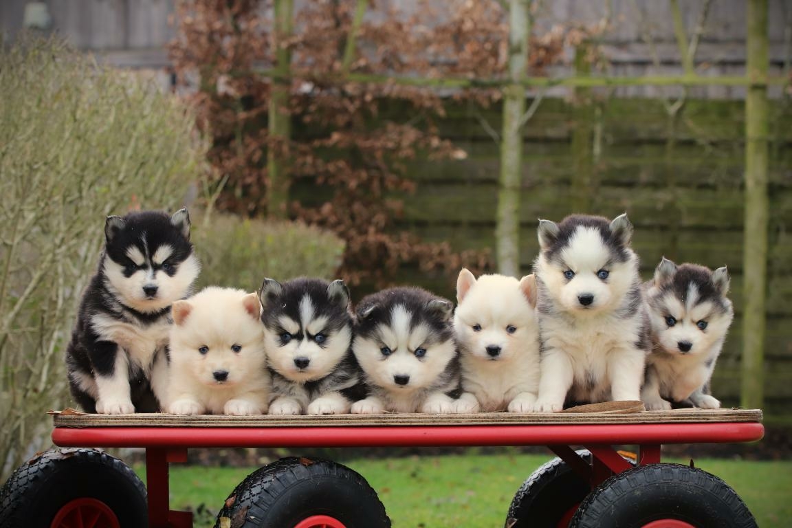 Pomsky nestje bij Woefkesranch – groepsfoto van de pups