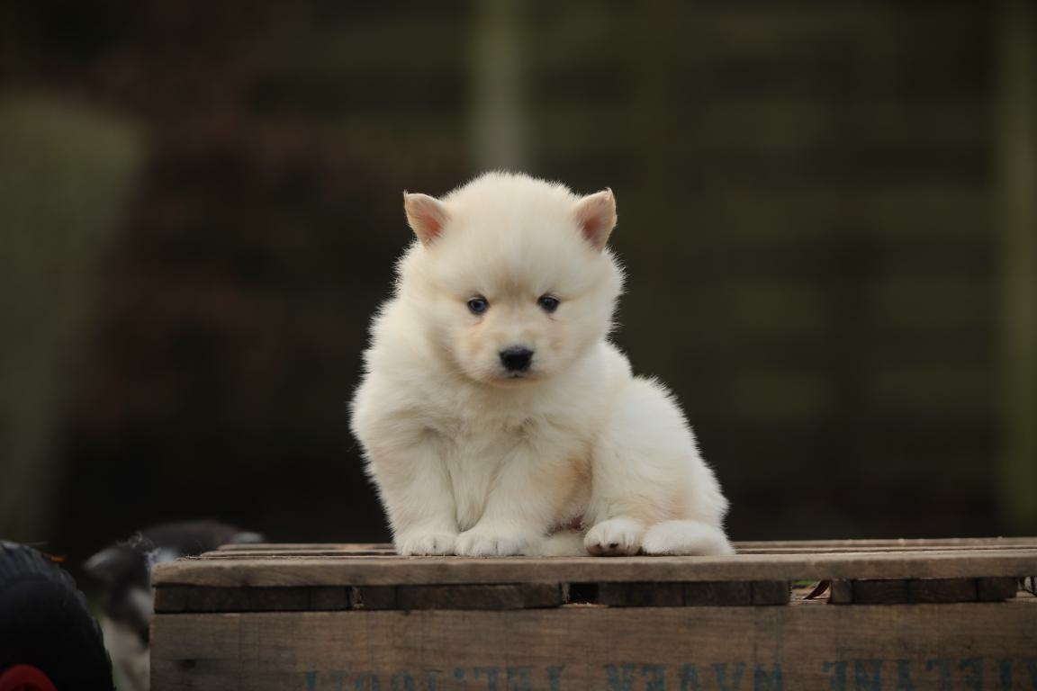 Pomsky puppy – sociaal en speels karakter