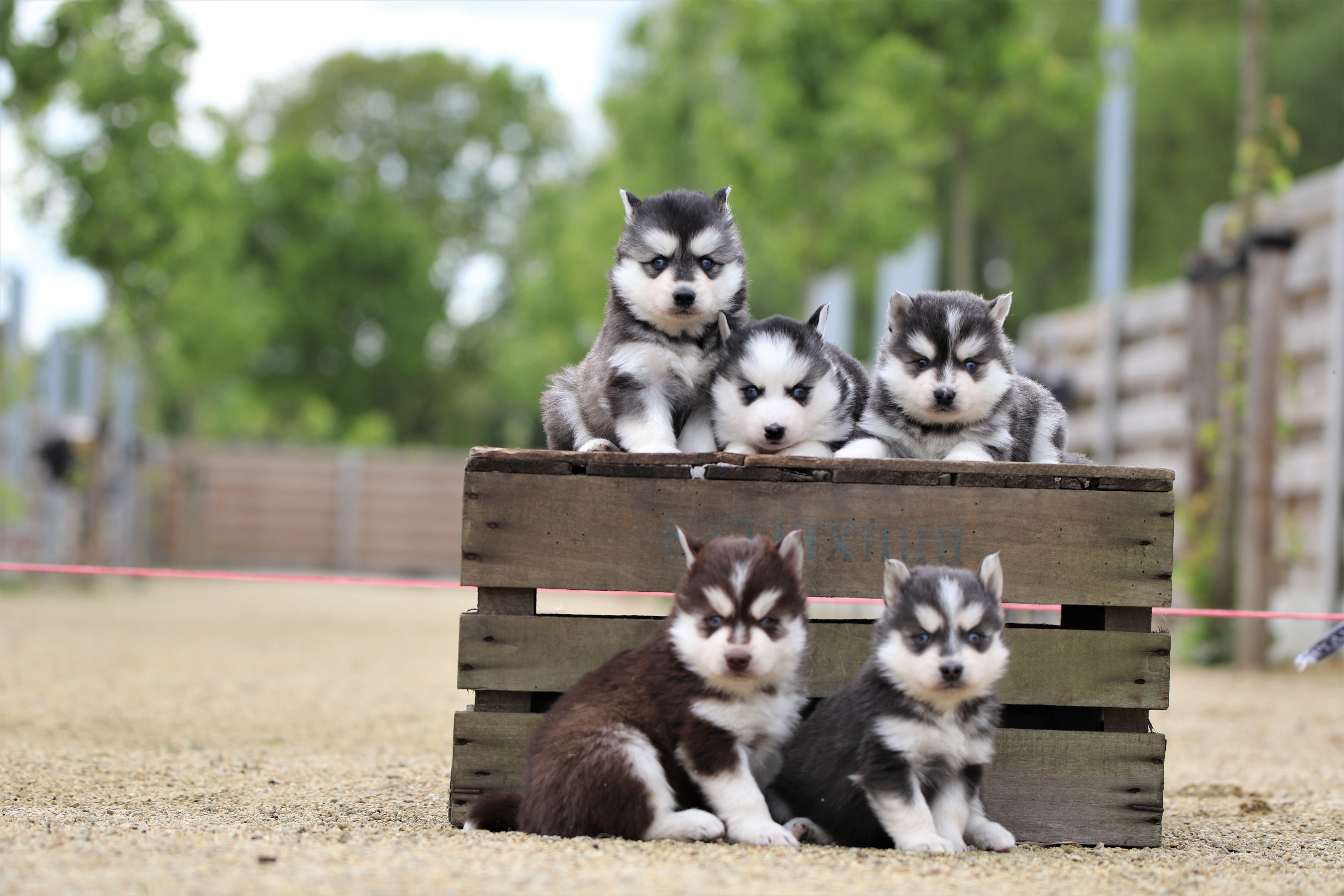 Pomsky pups bij Woefkesranch – beschikbaar in België en Nederland