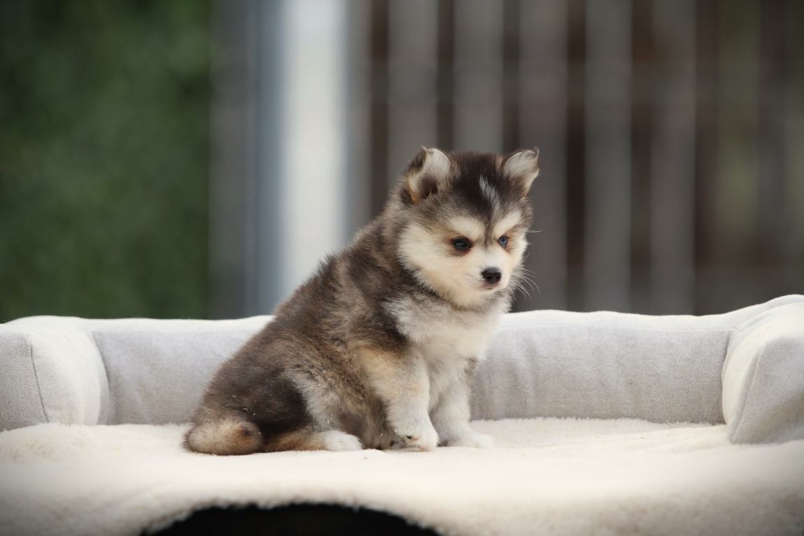 Pomsky met pluizige dubbele vacht – vachtverzorging is belangrijk