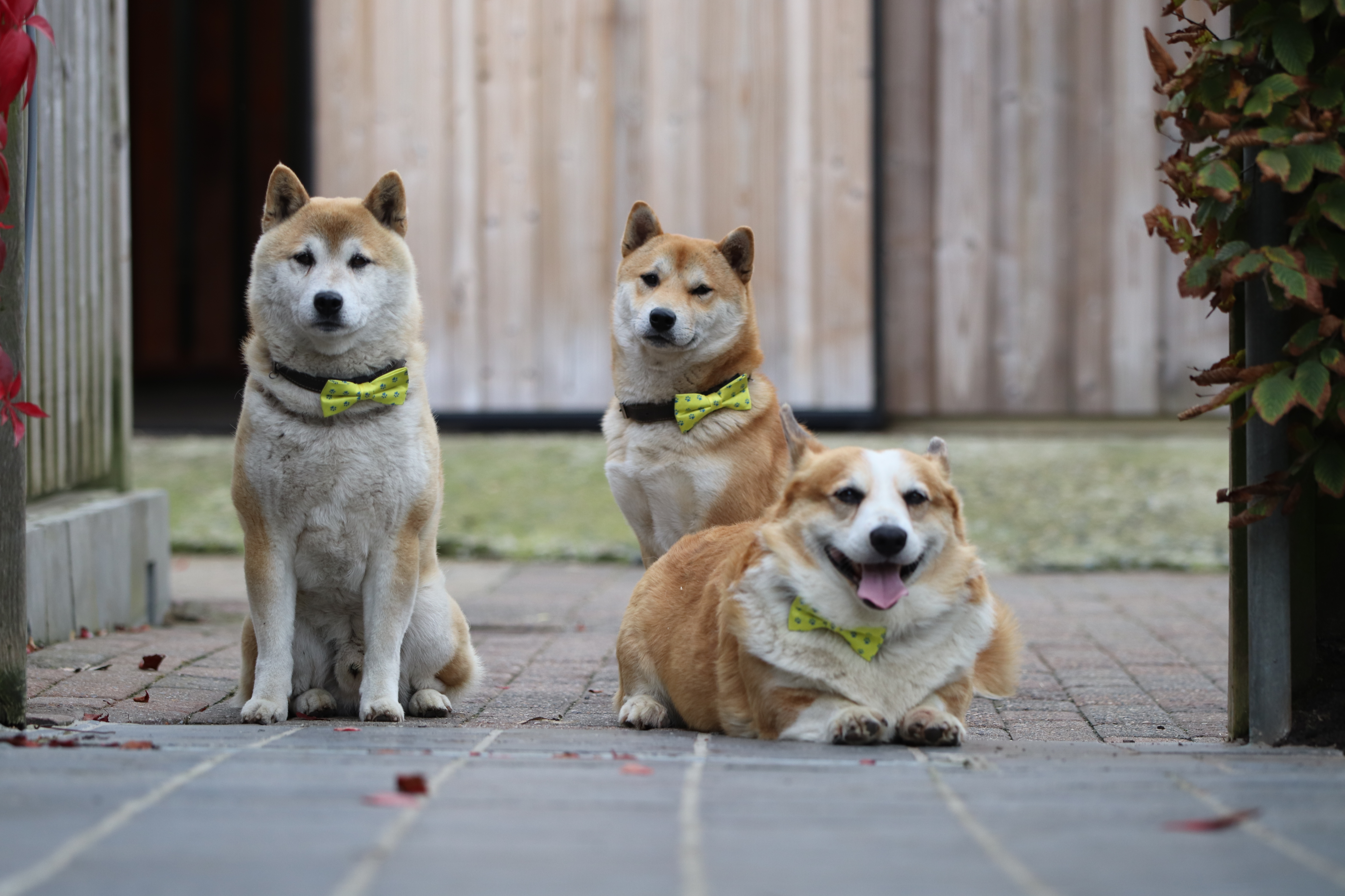 Shiba Inu pup kopen bij erkende fokker