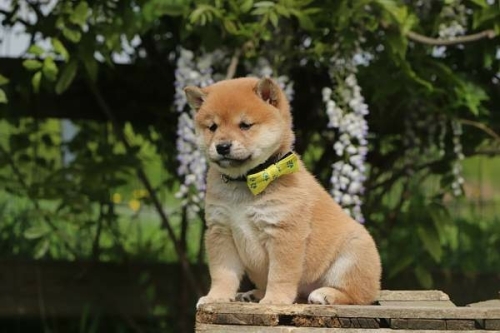shiba inu shiba inu