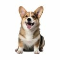 Welsh Corgi Pembroke