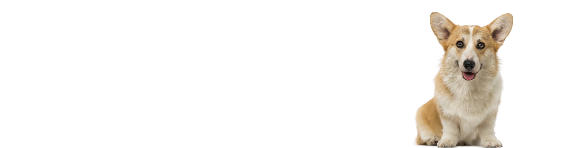 Welsh Corgi Pembroke: pup te koop