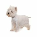 West Highland White Terrier