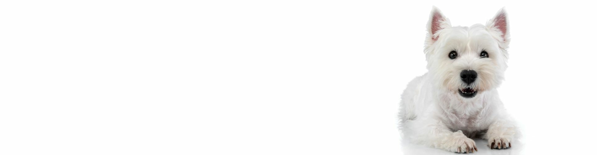 Wet Highland White Terrier kopen