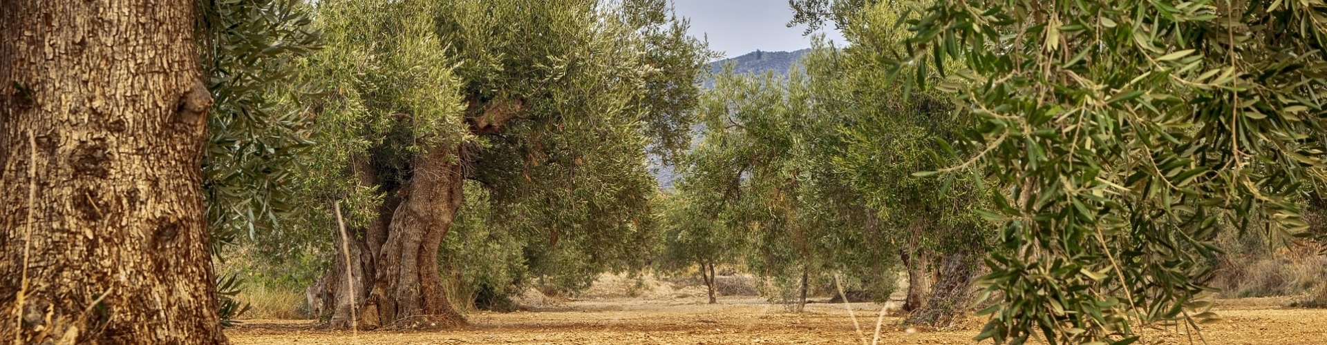 Biologische Olijfolie uit Tunesië