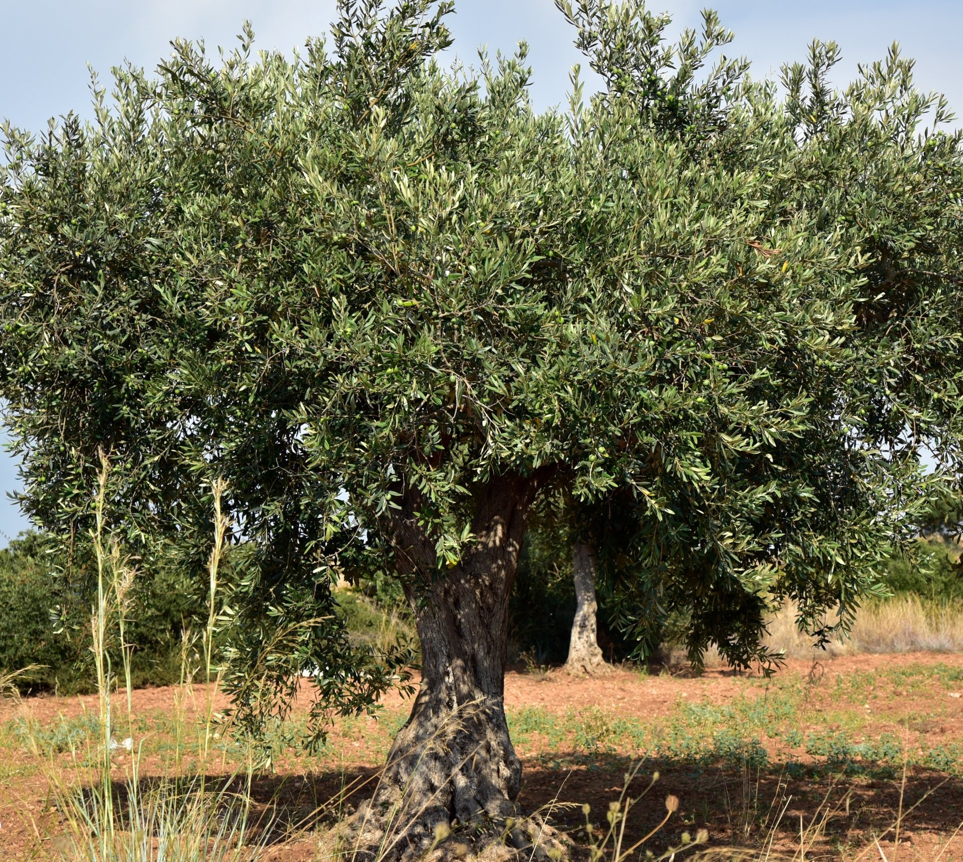olijfboom Yakelos