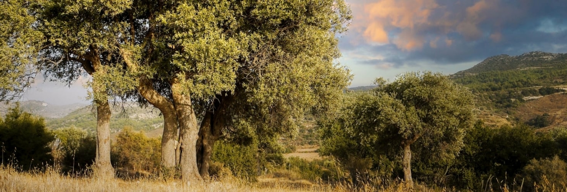 olijfbomen-tunesie