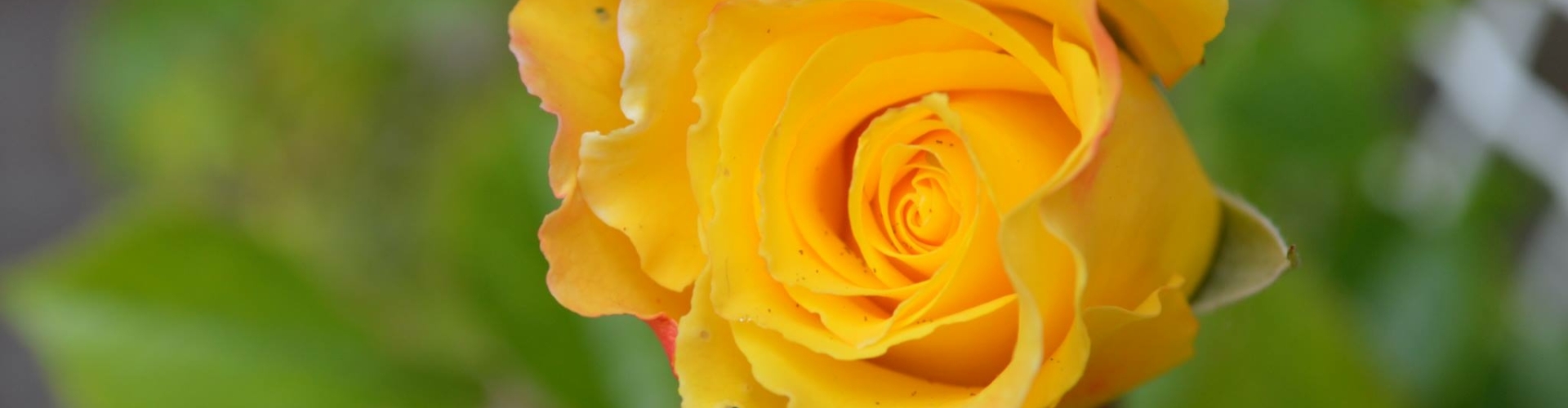 Gele roos Foto Copyright Sandra Wijkhuisen Speciale gele roos Foto copyright Sandra Wijkhuisen