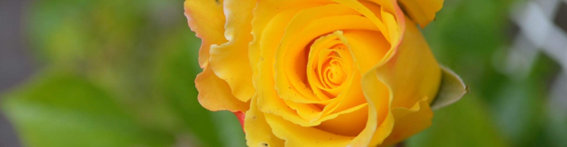 Gele roos Foto Copyright Sandra Wijkhuisen Speciale gele roos Foto copyright Sandra Wijkhuisen