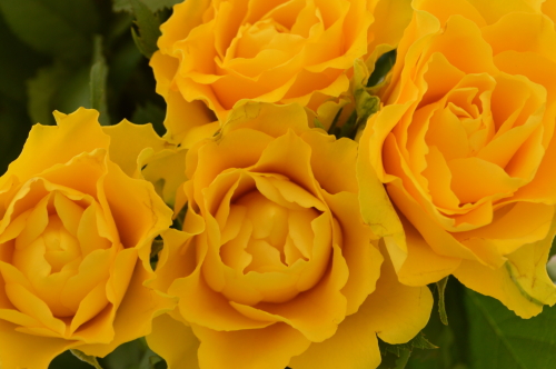 Yellow Roses Foto copyright YRF Gele rozen behorende bij onze Stichting