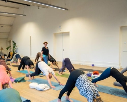 Downward Facing Dog vinyasa yoga in Drenthe Vinyasa yoga, actieve yogalessen in Drenthe/Groningen