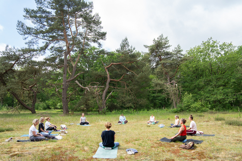 Vinyasa yoga in de Drentse bossen