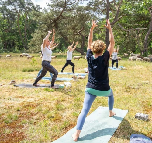 Vinyasa yoga in de Drentse natuur