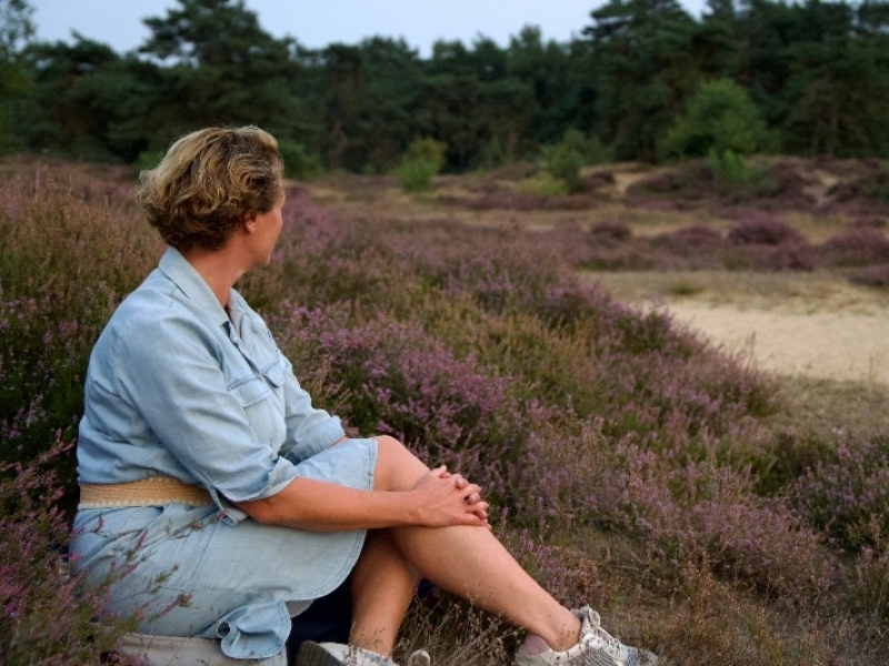 Yoga retreat dag in Drenthe prachtige paarse heide Yoga retreat dag Drenthe, dag in stilte