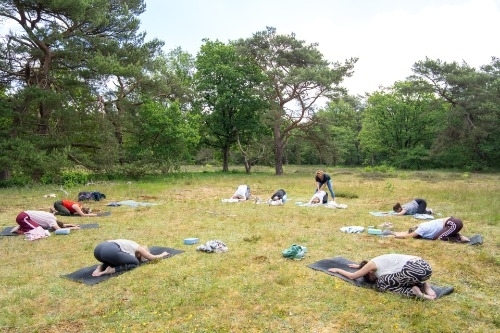 Vinyasa yoga in de bossen in Drenthe
