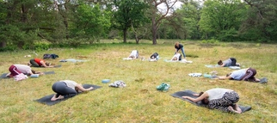 Vinyasa yoga in de bossen in Drenthe