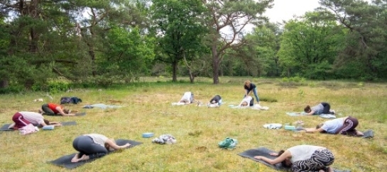 Vinyasa yoga in de bossen in Drenthe