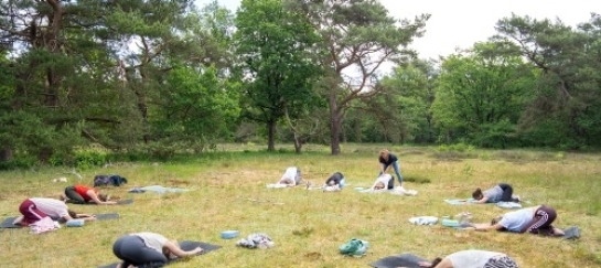 Vinyasa yoga in de bossen in Drenthe