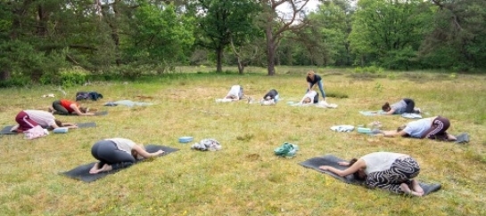 Vinyasa yoga in de bossen in Drenthe
