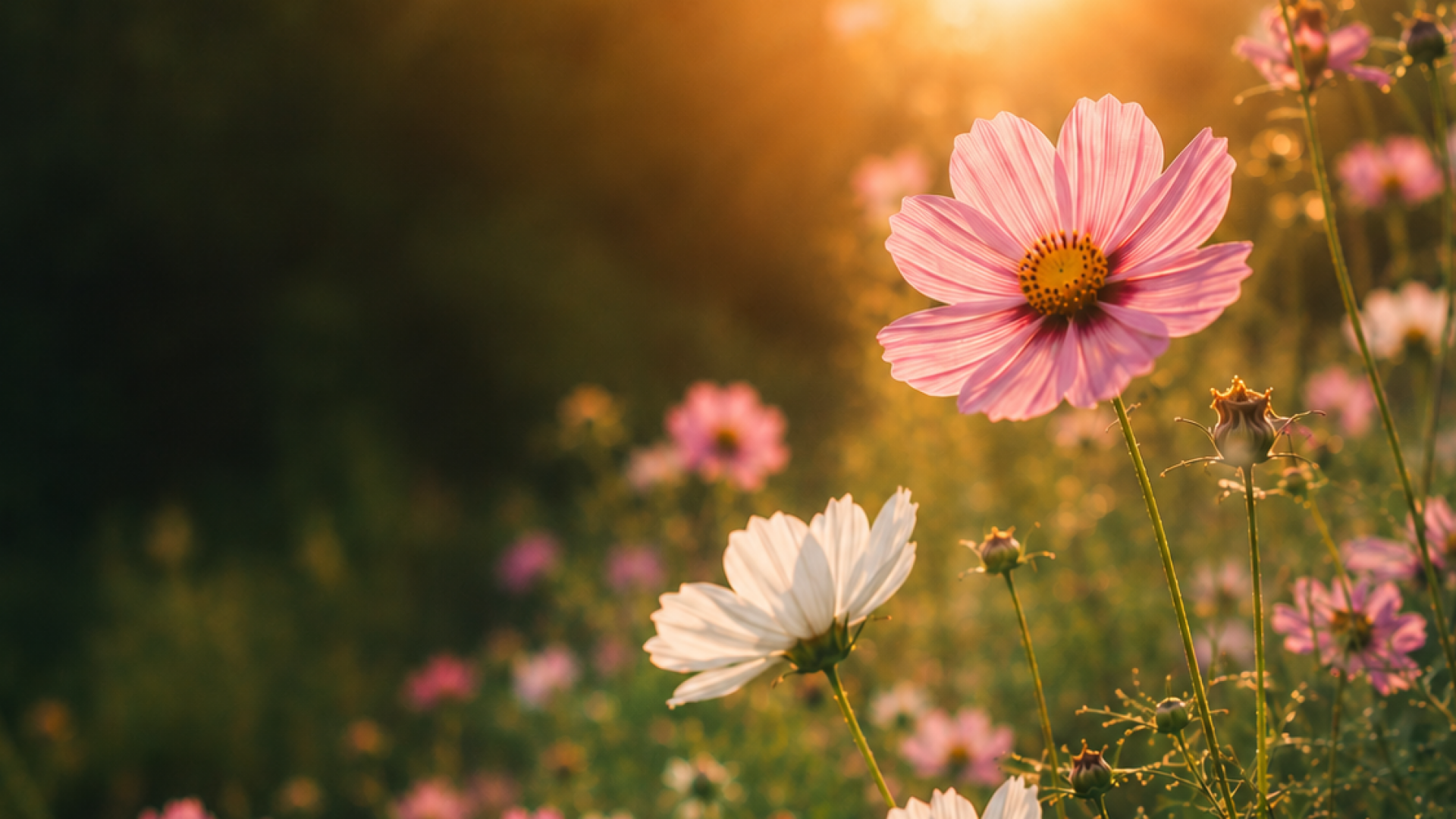 cosmos cosmos