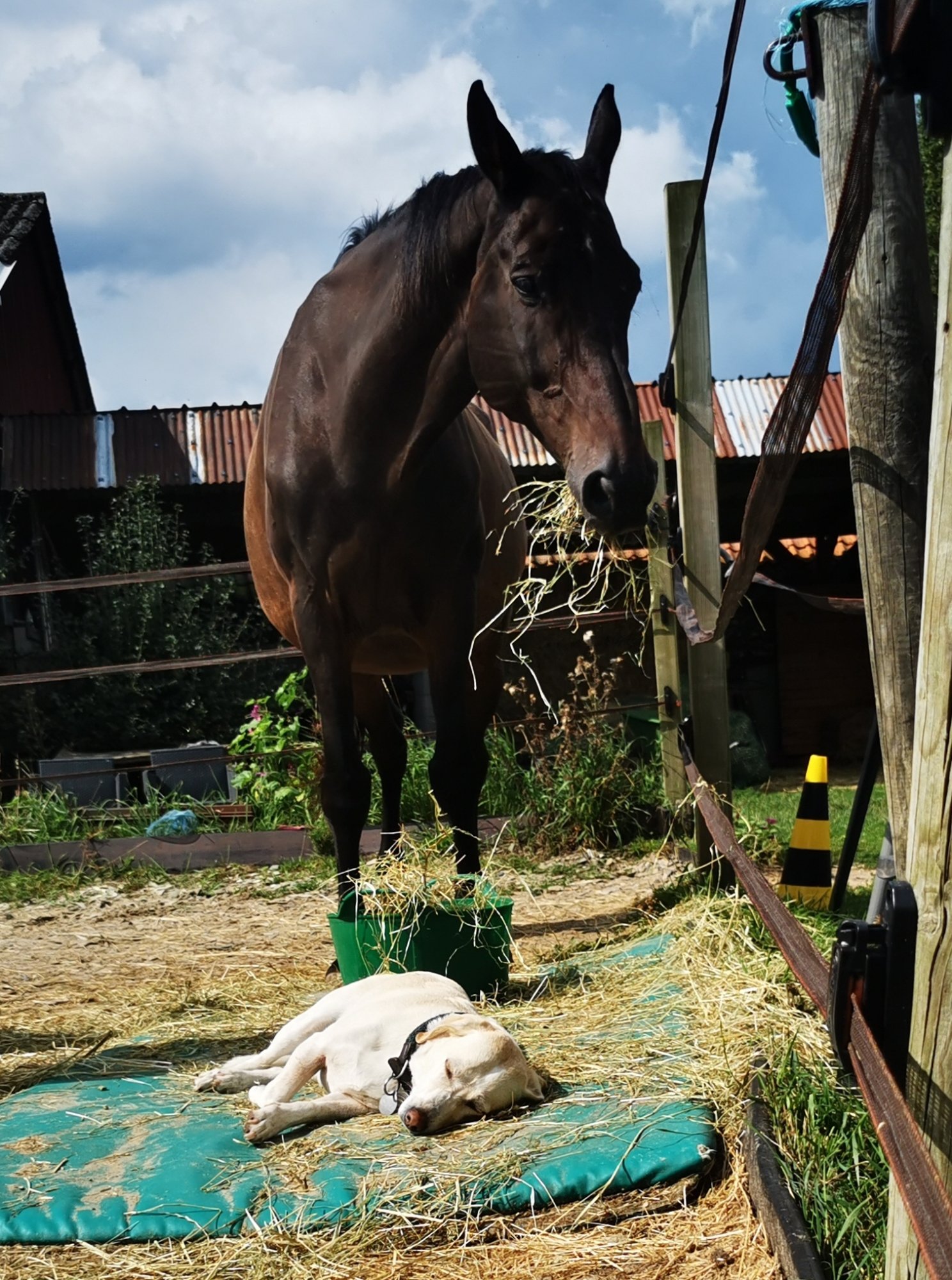 Tevreden paard en hond tijdens clickerles