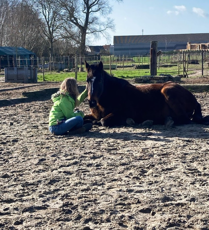 Umanji R+ schoolpaard in het zonnetje