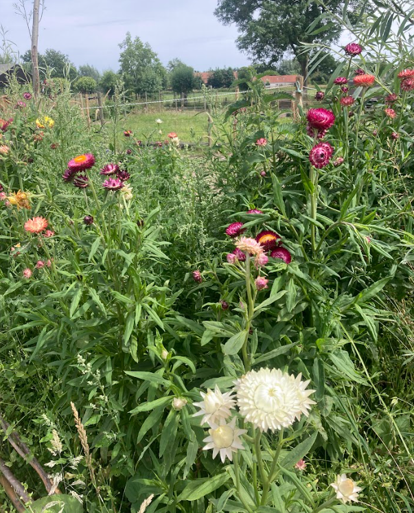 R+ trainen in de natuur