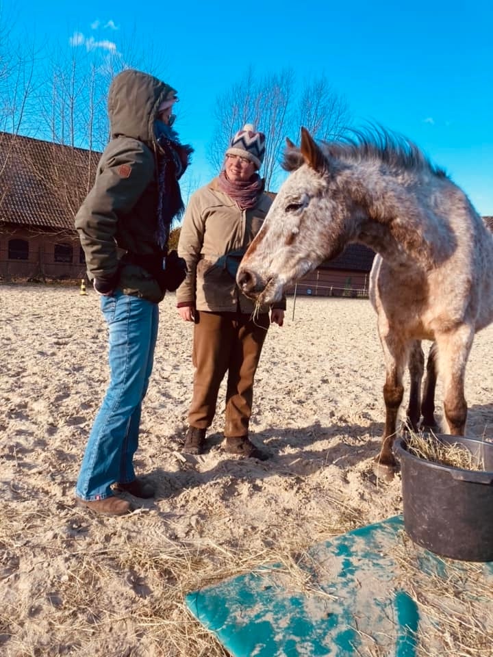 R+ schoolpaard wacht tijdens uitleg