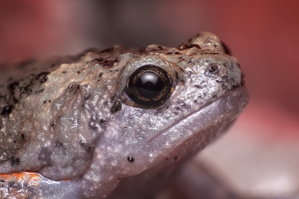 angst-voor-dieren-kikker angst-voor-dieren-kikker