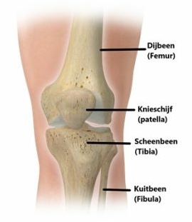 Anatomie voor de knie