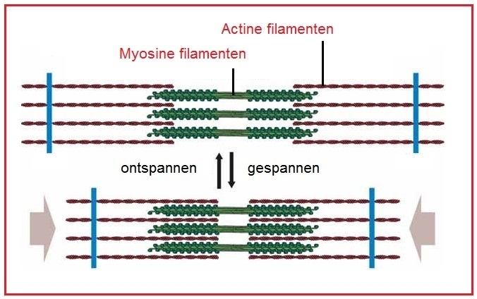 myosine filamenten
