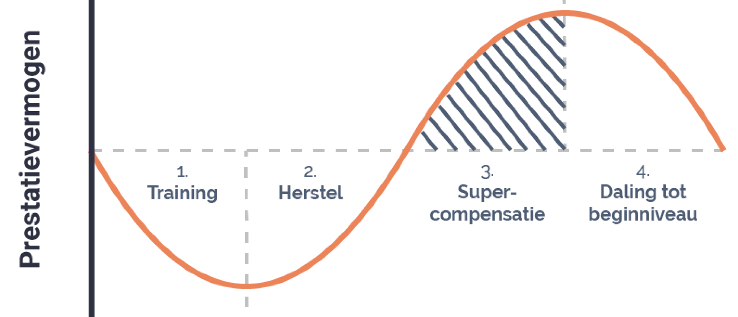 Wat Is Supercompensatie Wat Is Supercompensatie