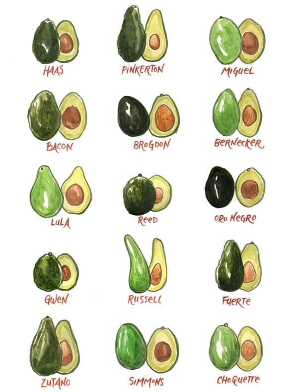 Verschillende soort Avocados