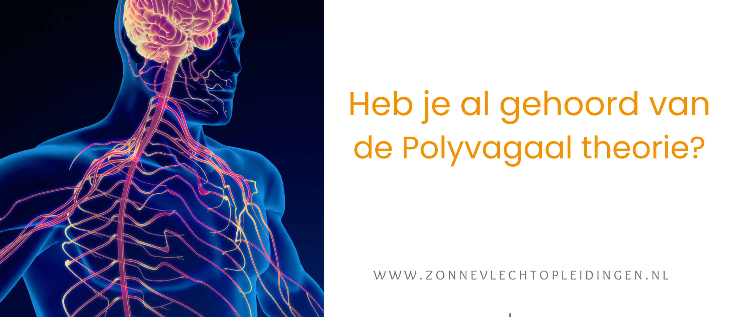 Heb je al gehoord van de Polyvagaal theorie?