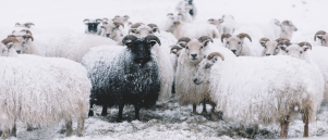 Ben jij het zwarte schaap van de familie