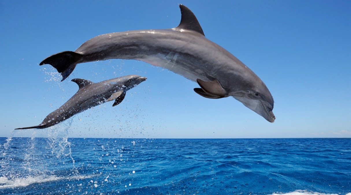 Bottlenose dolfijnen
