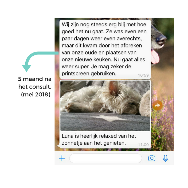 Consult honden in Amersfoort
