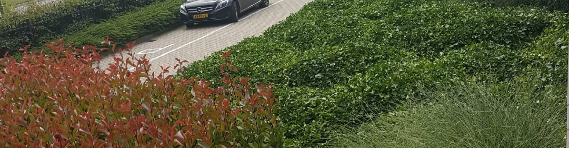 Aanplanten van bedrijfstuinen Aanplanten van bedrijfstuinen - beplantingsplan