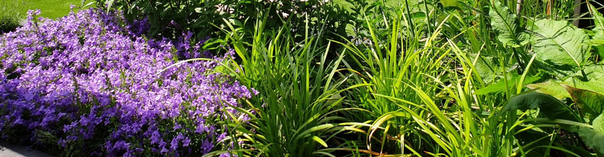 Op zoek naar een beplantingsplan? Vraag een gratis ontwerp Op zoek naar een beplantingsplan? Vraag een gratis ontwerp