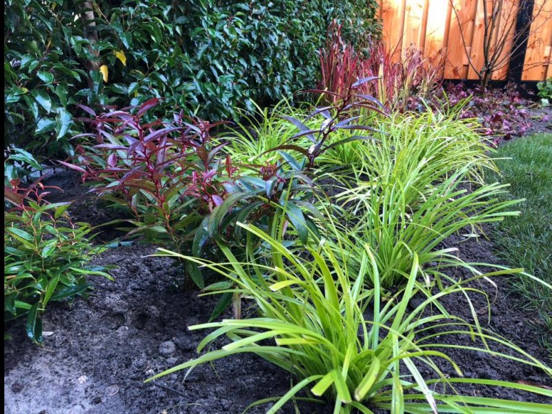 Beplanting achtertuin Sassenheim Beplanting achtertuin Sassenheim