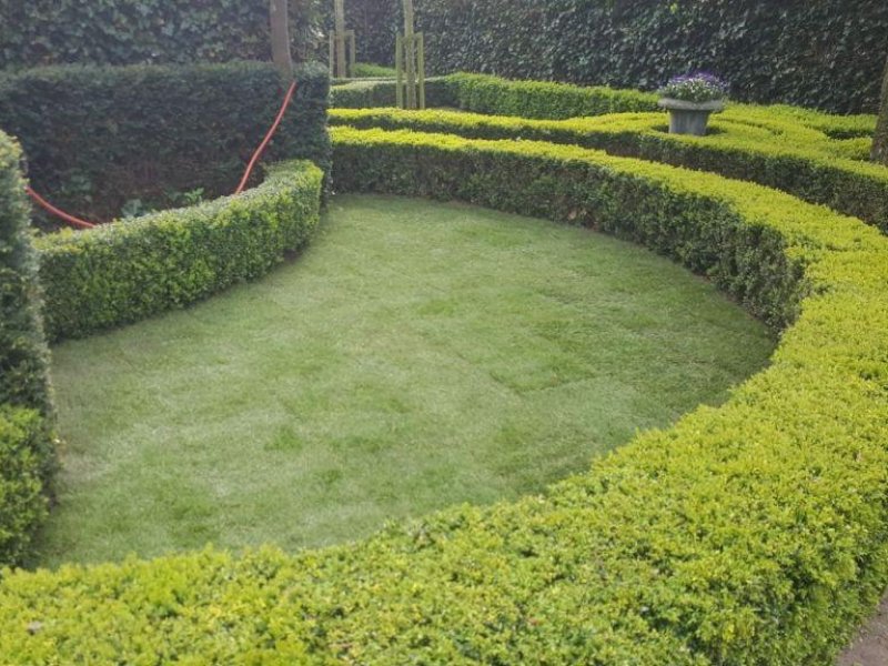 Aanplanten buxushaag en gras Lisse Aanplanten buxushaag en gras Lisse