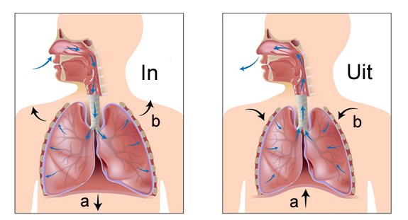 Hoe ademen we? De ademhalingsspieren Hoe ademen we? De ademhalingsspiere