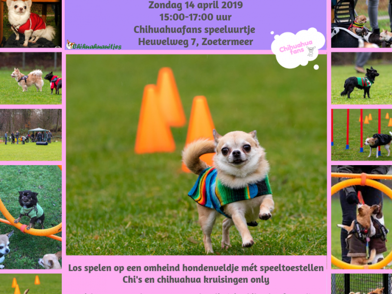 Chihuahuafans speeluurtjes Zoetermeer Chihuahuafans speeluurtjes Zoetermeer