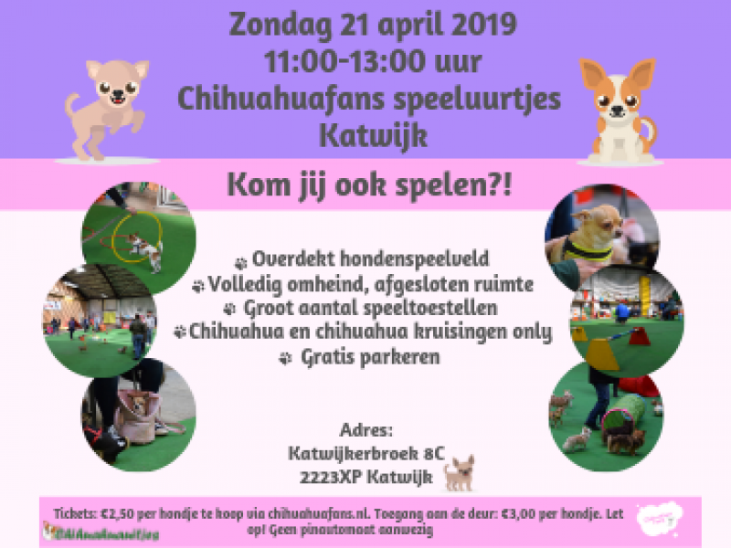 Chihuahuafans speeluurtjes Katwijk Chihuahuafans speeluurtjes Katwijk