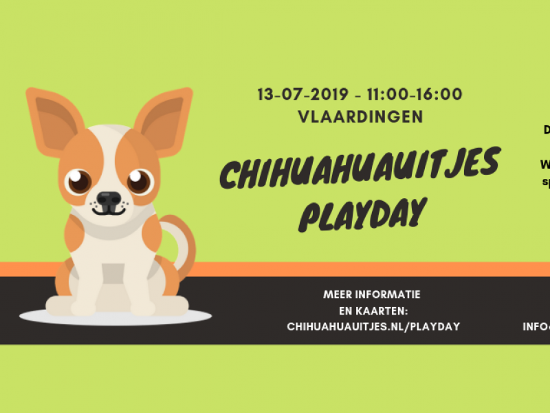 Chihuahuauitjes playday vlaardingen