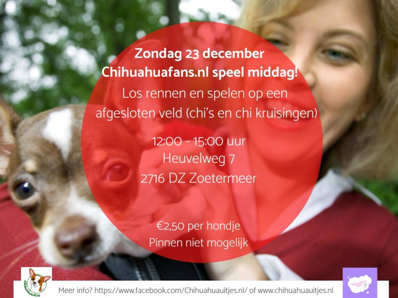 Chihuahuafans speelmiddag 23 december 2018 Chihuahuafans speelmiddag 23 december 2018